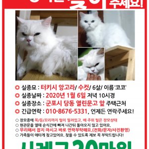 고양이 실종 터키시앙고라 경기도 군포시