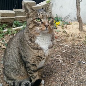 고양이 실종 코리아쇼트헤어 서울특별시 중구