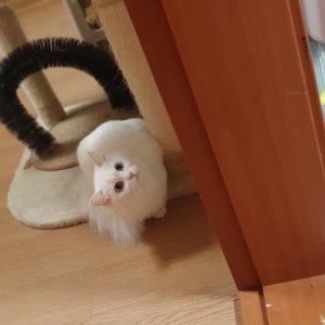 고양이 실종 터키시앙고라 서울특별시 송파구