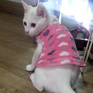 고양이 실종 코리아쇼트헤어 경기도 오산시