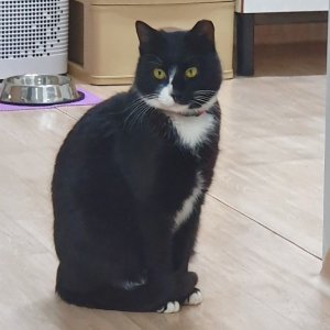 고양이 실종 코리아쇼트헤어 경기도 안산시 상록구