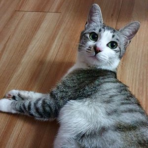 고양이 실종 코리아쇼트헤어 경기도 화성시