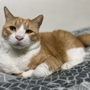 고양이 실종 코리아쇼트헤어 울산광역시 중구