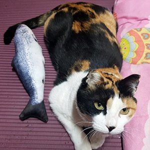 고양이 실종 코리아쇼트헤어 강원도 춘천시
