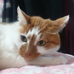 고양이 실종 코리아쇼트헤어 서울특별시 서대문구