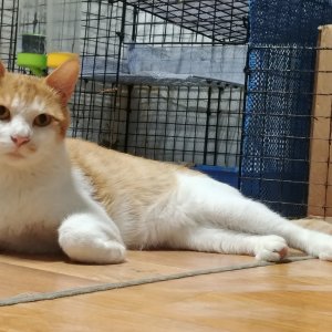 고양이 실종 코리아쇼트헤어 서울특별시 종로구