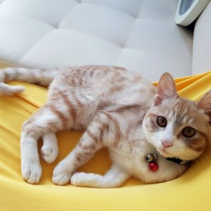 고양이 실종 코리아쇼트헤어 경기도 광명시