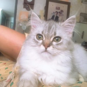 고양이 실종 페르시안 경기도 포천시