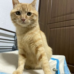 고양이 실종 코리아쇼트헤어 경상남도 진주시