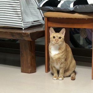 고양이 실종 코리아쇼트헤어 대전광역시 유성구