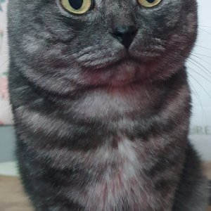 고양이 실종 스코티시폴드 경기도 수원시 장안구