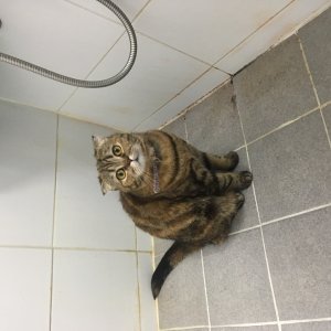 고양이 실종 스코티시폴드 서울특별시 마포구