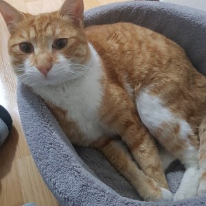고양이 실종 코리아쇼트헤어 서울특별시 동대문구