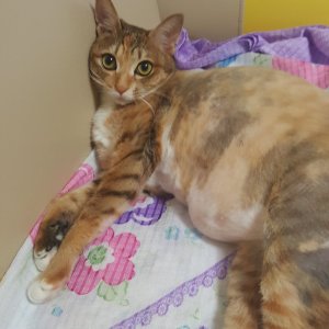 고양이 실종 코리아쇼트헤어 광주광역시 서구