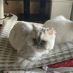 고양이 실종 페르시안 부산광역시 사하구