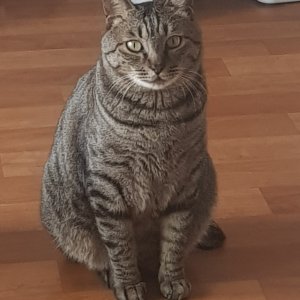 고양이 실종 코리아쇼트헤어 경상남도 양산시