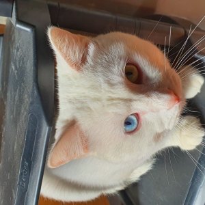 고양이 실종 터키시앙고라 부산광역시 부산진구