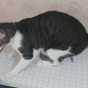 고양이 실종 코리아쇼트헤어 대구광역시 서구