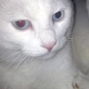 고양이 실종 터키시앙고라 경기도 성남시 중원구