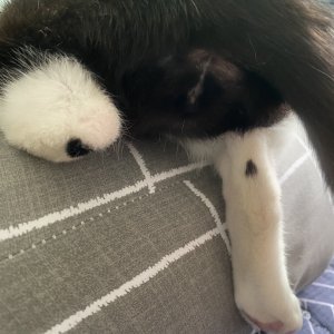 고양이 실종 코리아쇼트헤어 대구광역시 달서구