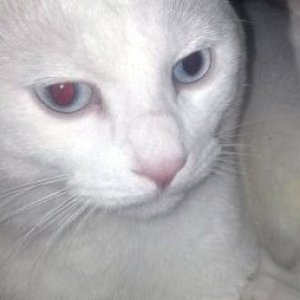 고양이 실종 터키시앙고라 경기도 성남시 중원구
