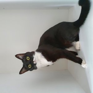 고양이 실종 코리아쇼트헤어 서울특별시 관악구