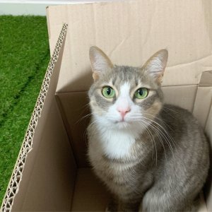 고양이 실종 코리아쇼트헤어 대구광역시 동구