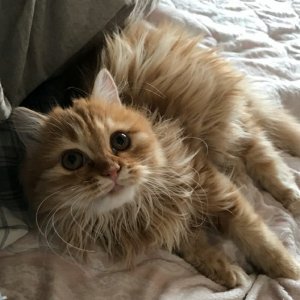 고양이 실종 페르시안 경기도 수원시 장안구