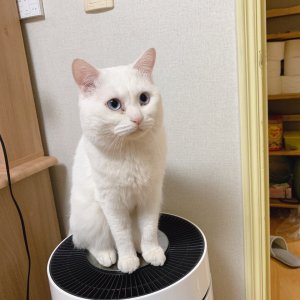 고양이 실종 터키시앙고라 경기도 고양시 일산서구