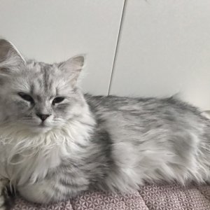 고양이 실종 페르시안 서울특별시 서초구