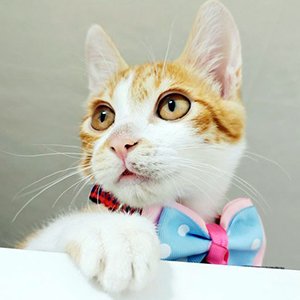 고양이 실종 코리아쇼트헤어 충청남도 논산시