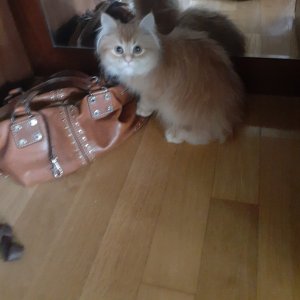 고양이 실종 페르시안 경상남도 김해시