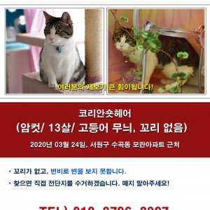 고양이 실종 코리아쇼트헤어 충청북도 청주시 서원구