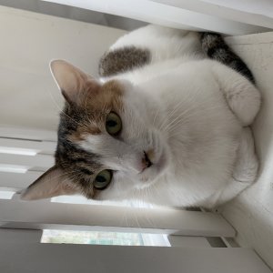 고양이 실종 코리아쇼트헤어 서울특별시 서초구