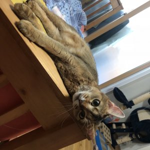 고양이 실종 아비시니안 서울특별시 강남구