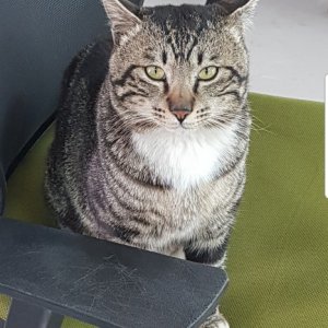 고양이 실종 아메리칸쇼트헤어 전라남도 담양군