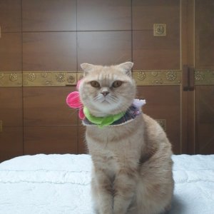 고양이 실종 스코티시폴드 서울특별시 금천구