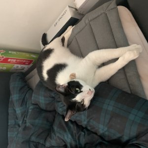 고양이 실종 코리아쇼트헤어 경상북도 경산시