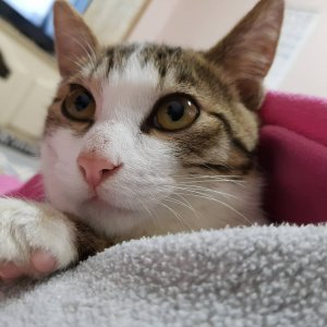 고양이 실종 코리아쇼트헤어 경상북도 구미시