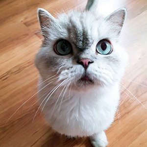 고양이 실종 페르시안 부산광역시 사하구