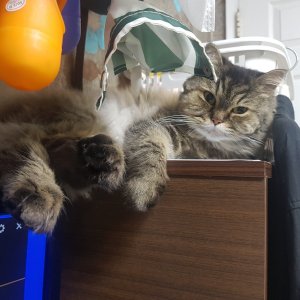 고양이 실종 친칠라캣 경상북도 포항시 북구