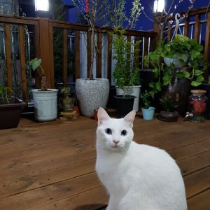 고양이 실종 터키시앙고라 서울특별시 은평구
