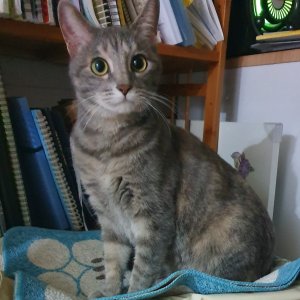 고양이를 찾습니다 고양이 전단지