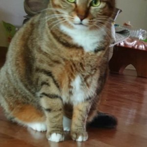 고양이 실종 코리아쇼트헤어 경상남도 진주시