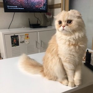고양이 실종 기타묘종 경기도 수원시 권선구
