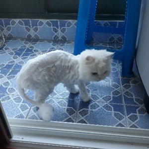 고양이 실종 페르시안 울산광역시 동구