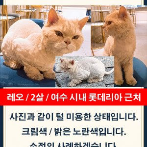 고양이 실종 기타묘종 전라남도 여수시