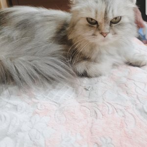 고양이 실종 페르시안 경상북도 칠곡군