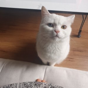 고양이 실종 터키시앙고라 서울특별시 강북구