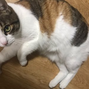 고양이 실종 기타묘종 서울특별시 광진구